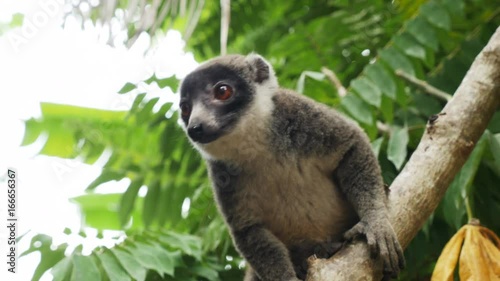 Close up, lemur on tree branch in Comoros