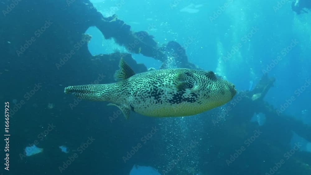 Colorful fish swims to divers, POV Colorful fish swims to divers, POV