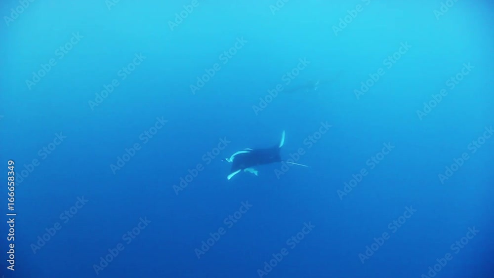 Manta ray swims in open water, POV Manta ray swims in open water, POV