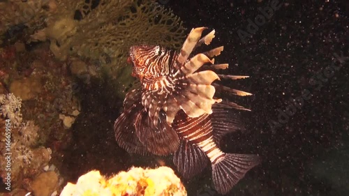POV, lionfish swims in Red Sea