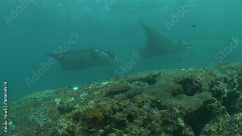 Wallpaper Mural Manta Alfredi, underwater POV Torontodigital.ca