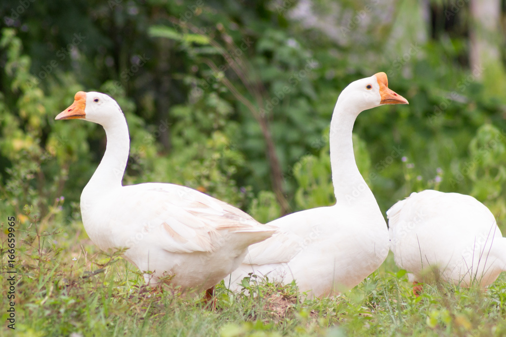 White geese