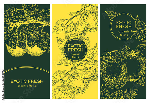 Set of three labels with Orange blossom branch and fruits. Great for traditional, organic food, medicine, perfume design, cooking or gardening. Vintage