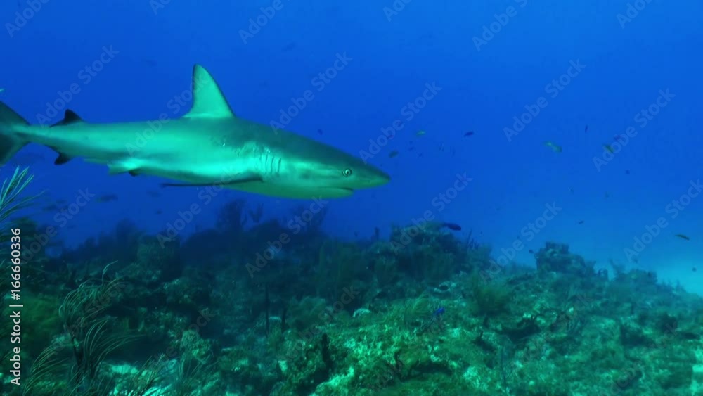 Reef shark off coast of Bahamas, POV Reef shark off coast of Bahamas, POV