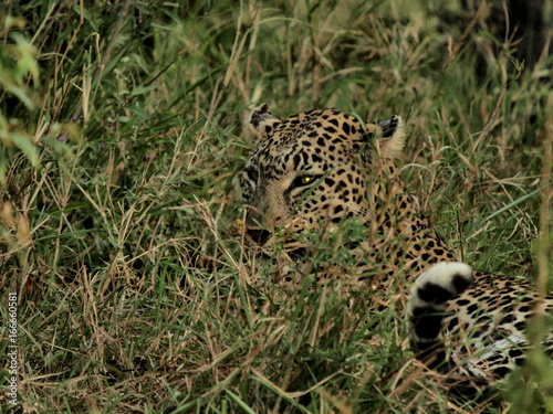 Leopard laying in the grass at Masai Mara Kenya on 27/09/07 Photo: Michael Buch