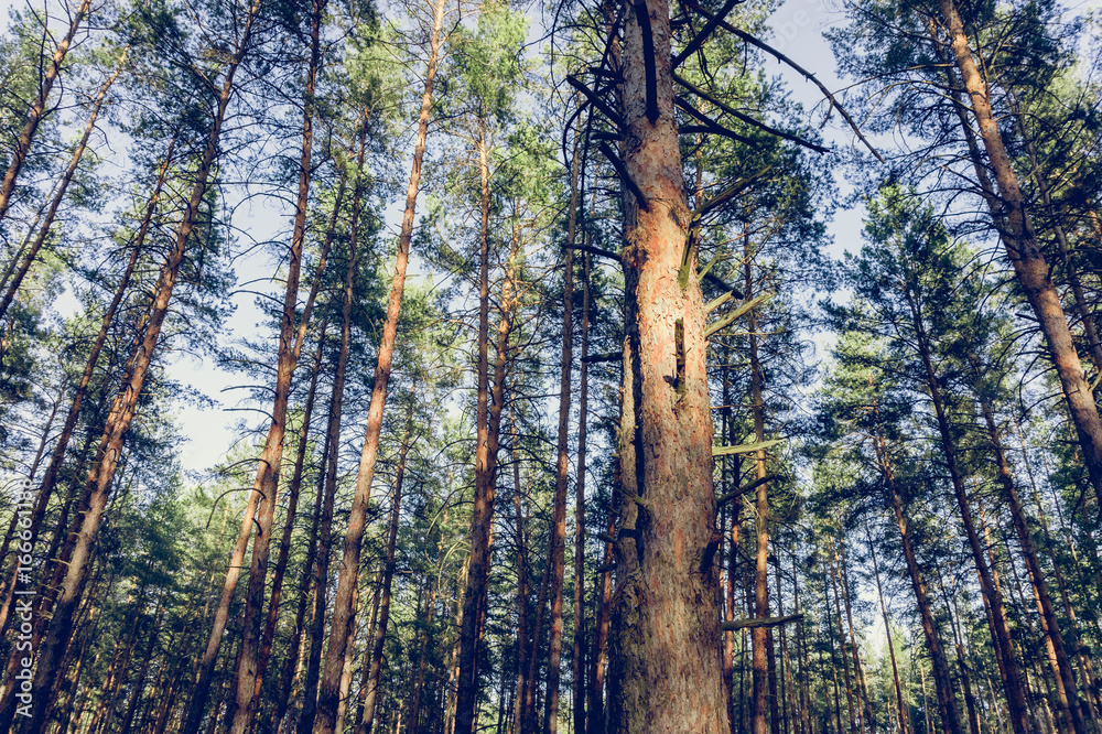 Obraz premium Sunset in the pine forest in spring.