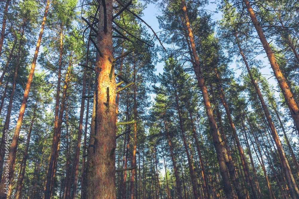 Fototapeta premium Sunset in the pine forest in spring.