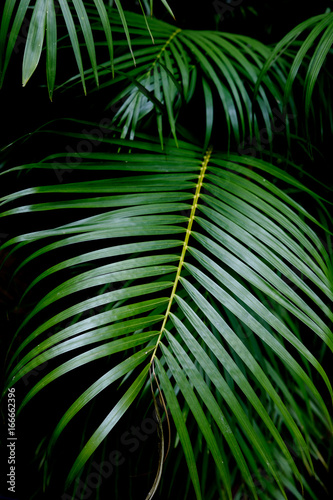 Green palm leaf  Palm leaves dark green background.