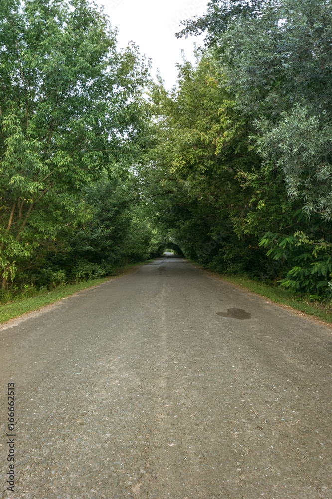 Old asphalt road in the forest