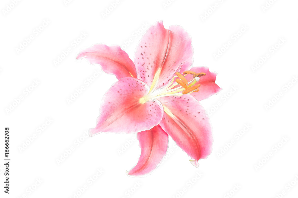 water paint pink Lily flower on white
