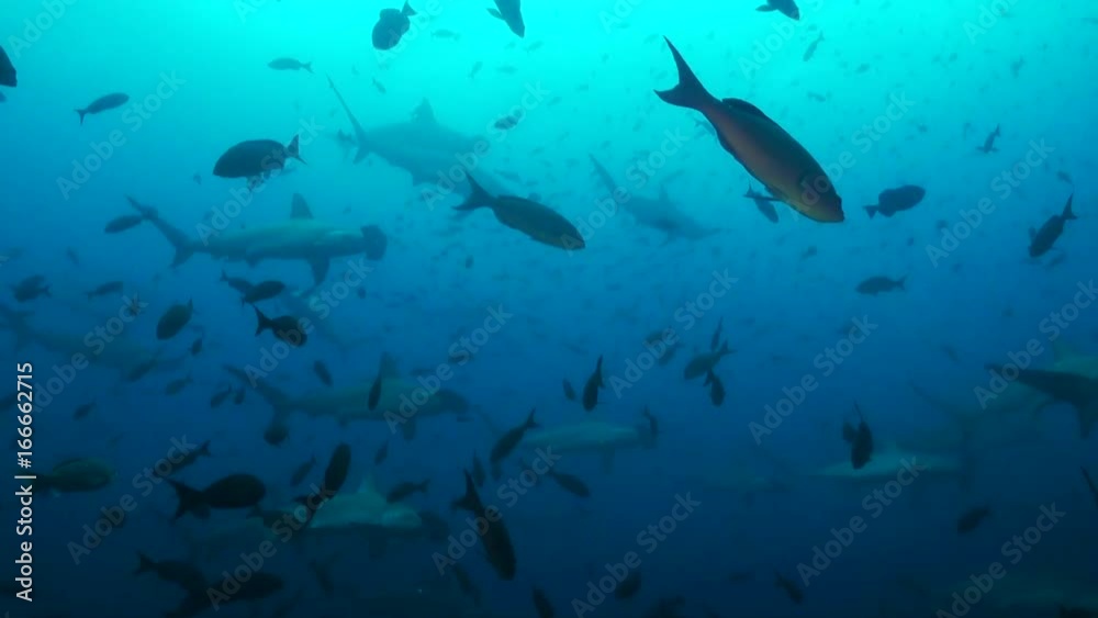 Herd of hammerheads swim through Galapagos, POV Herd of hammerheads swim through Galapagos, POV