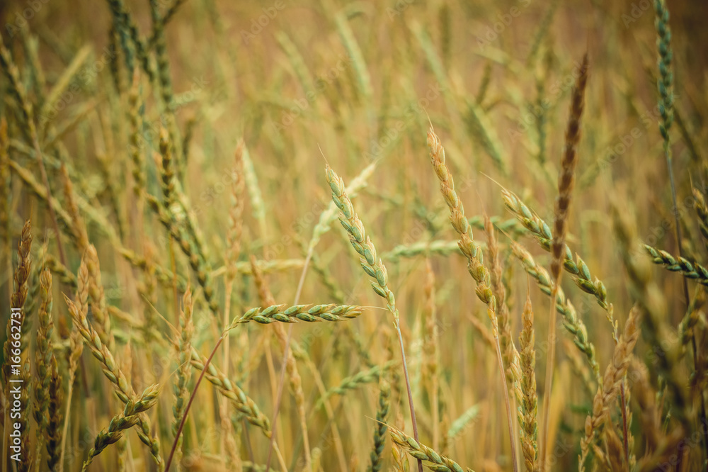 Green wheat on the field. Plant, nature, rye. Rural summer field landscape. Green wheat on the field. Plant, nature, rye. Rural summer field landscape.