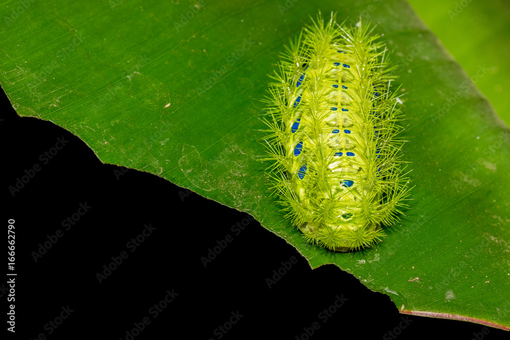 Fototapeta premium cute green catepillar on banana leaf