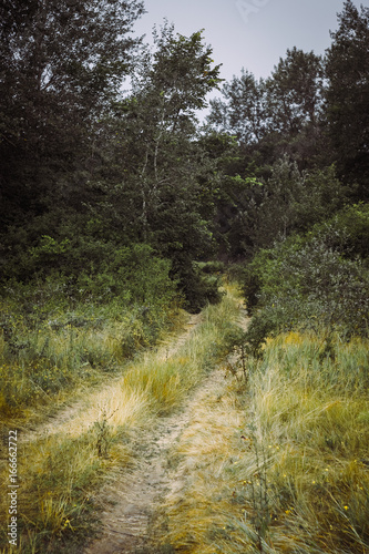 Old rural road in summertime. Style toned photo.