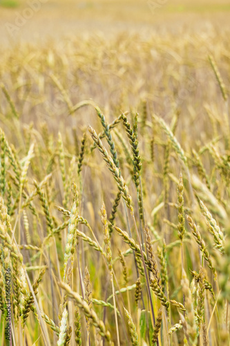 Green wheat on the field. Plant, nature, rye. Rural summer field landscape.