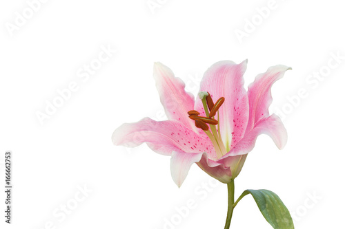 isolated pink Lily flower on white background