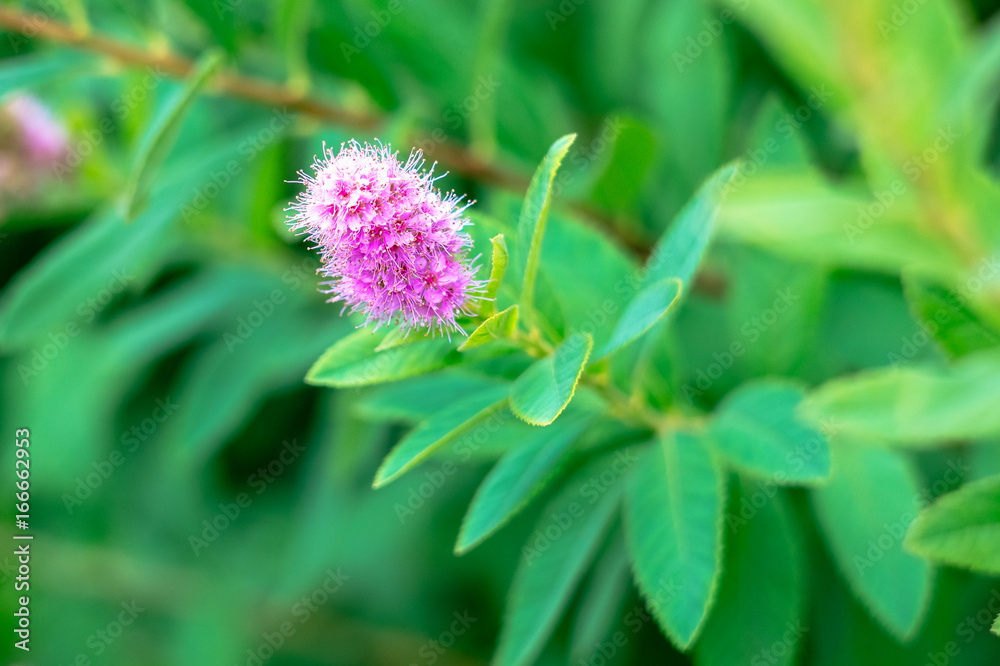Pink bud on the bush in summer Pink bud on the bush in summer