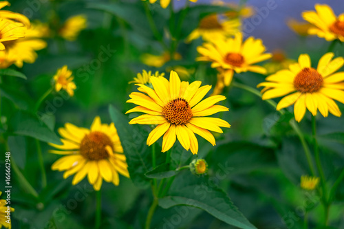 Closeup photo of beautiful yellow flowers