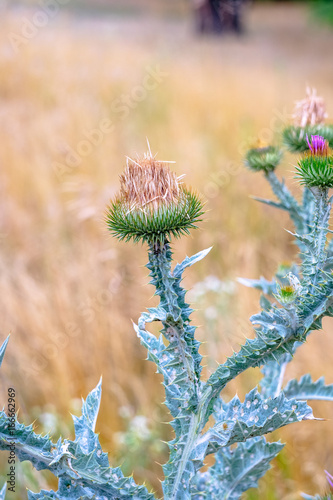 Closeup photo of a thistle wildflower on the meadow