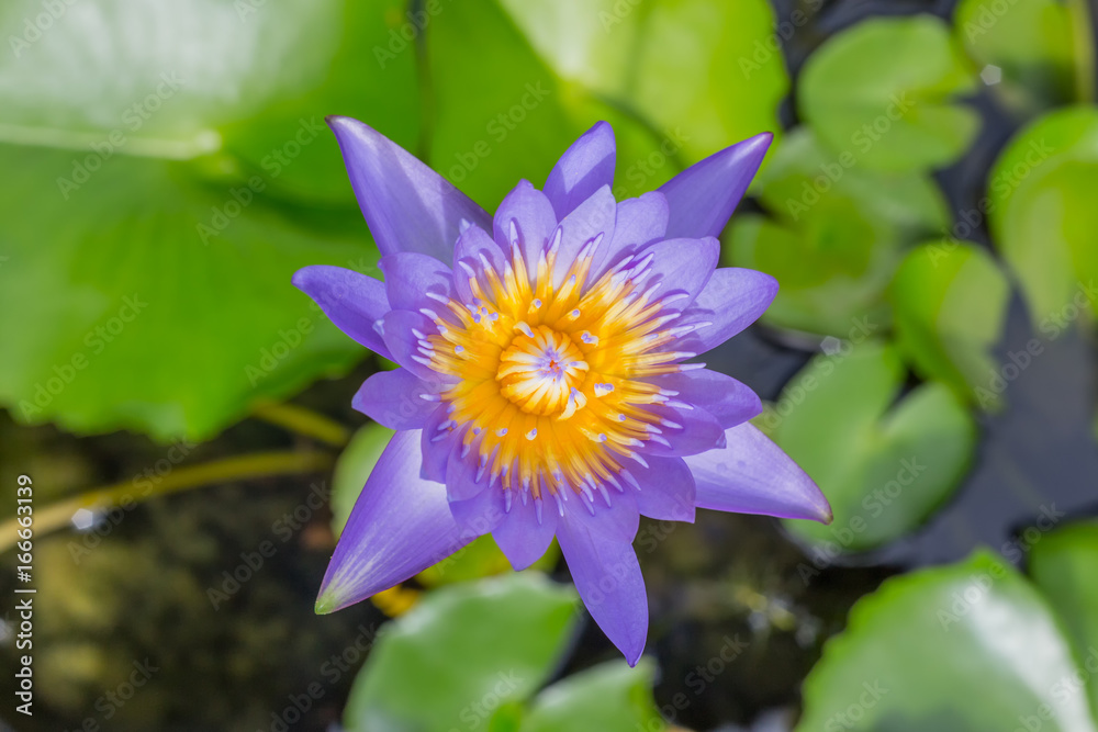 purple lotus flower on green leaf background, water lily purple lotus flower on green leaf background, water lily