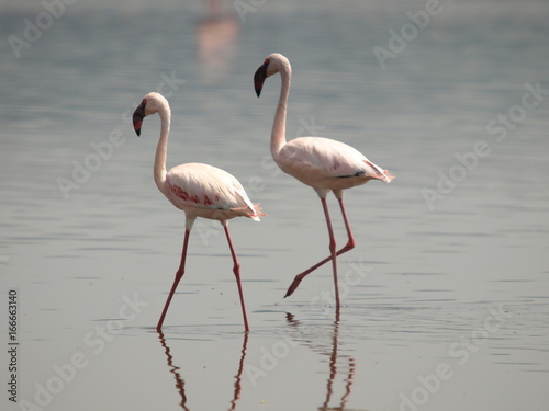 Flamingos at Lake Nakuru Kenya on 05-07-16 Photo: Michael Buch © Michael Buch