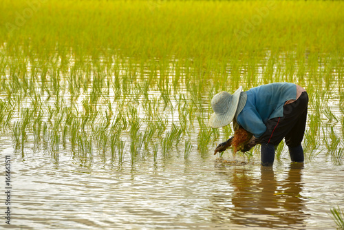 The farmer holding ricebaby on green fields ,Thailand photo