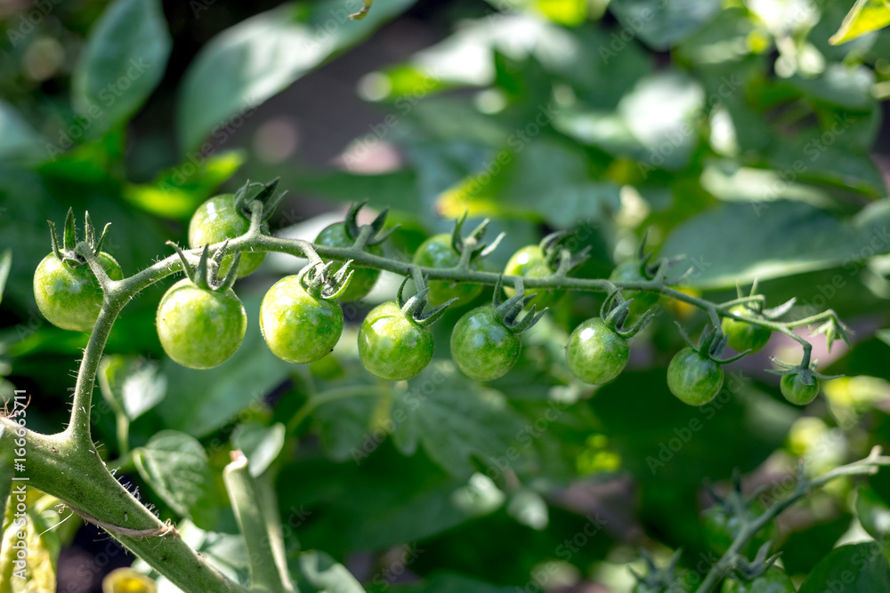 Unripe cherry tomatoes in a greenhouse in the countryside