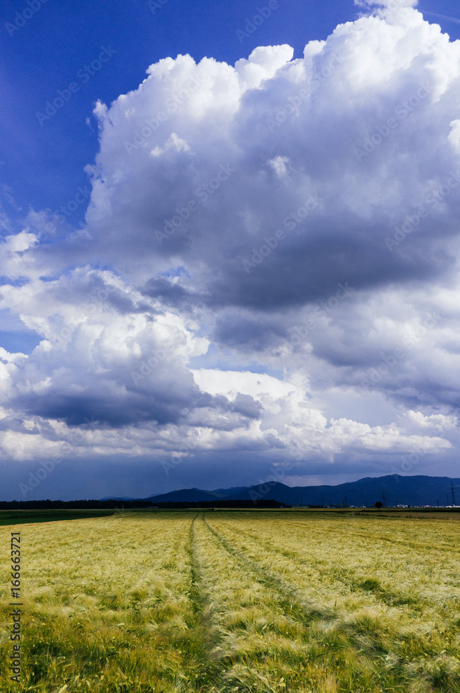 Wheat field and storm clouds on summer day. Wheat field and storm clouds on summer day.