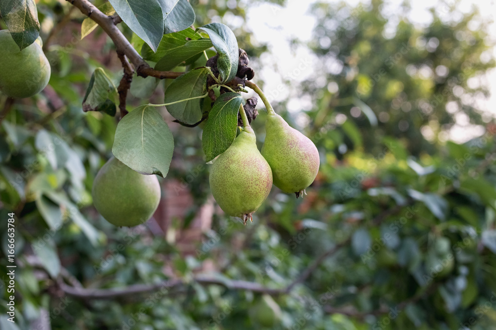 Beautiful green pears on the tree Beautiful green pears on the tree