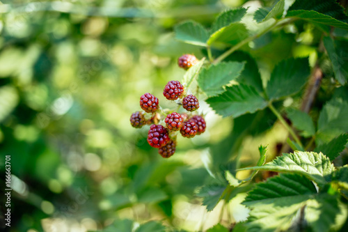 Fresh organic unripe blackberries on the bush