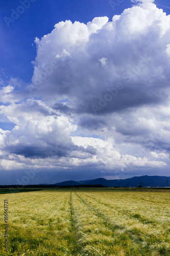 Wheat field and storm clouds on summer day.