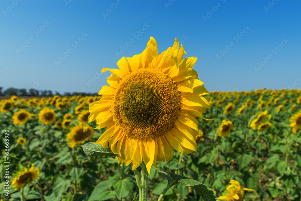 flower of sunflower closeup in field