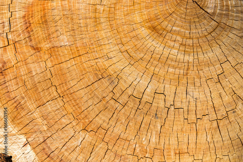 cut of bark with annual rings of year as background or texture