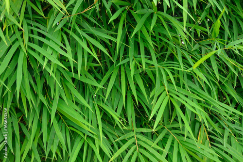 fresh green bamboo bush as a background
