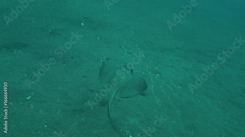 Wallpaper Mural POV, skate on ocean floor Torontodigital.ca