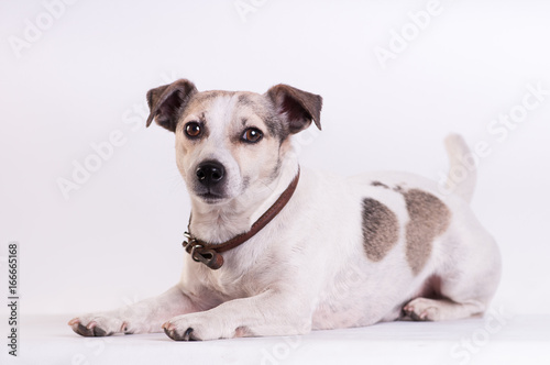 Jack Russell Terrier at studio on white