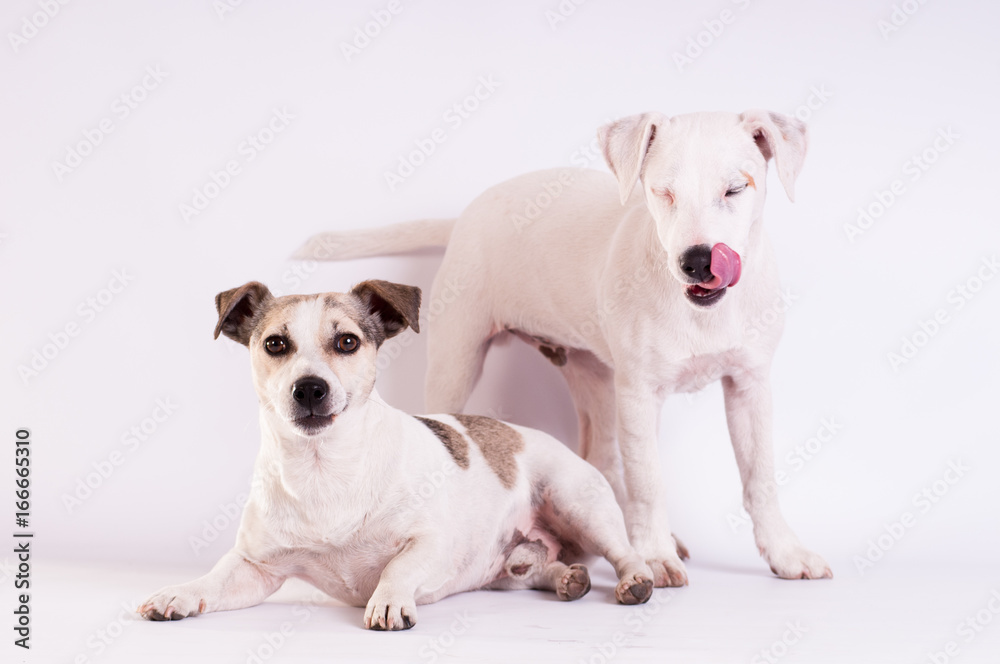 Jack Russell Terriers at studio on white