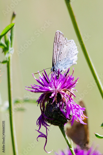 Phengaris nausithous photo