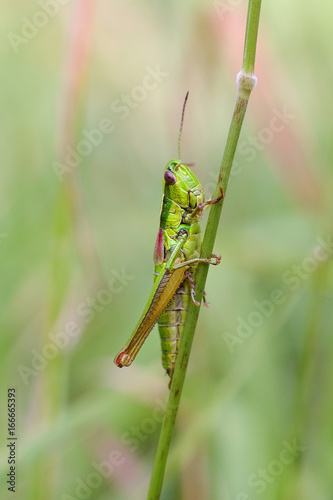 Tettigonioidea