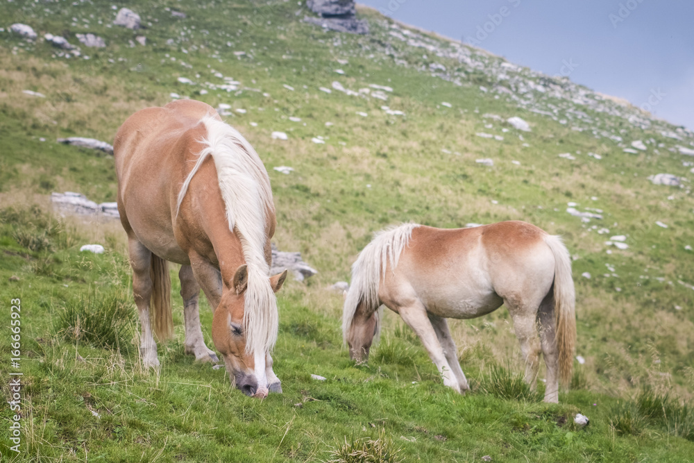 Horses grazing on mountain pastures.