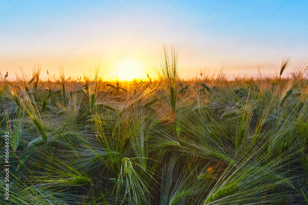 Field of barley in the summer at dawn.