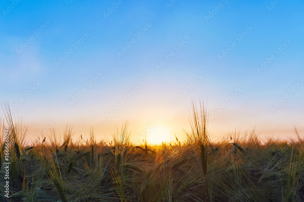 Field of barley in the summer at dawn.