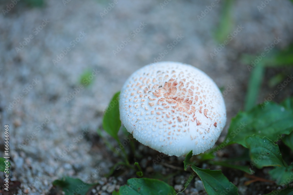 toadstool...... toadstool......
