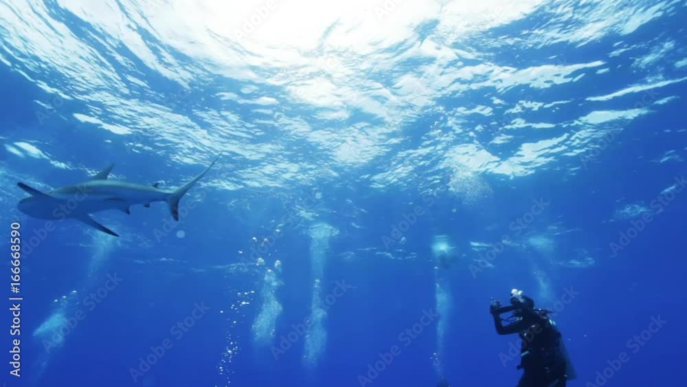 Grey reef shark swims above divers, POV Grey reef shark swims above divers, POV