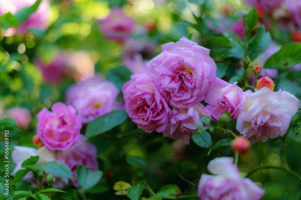 Garten im Sommer, Rosen, Blüte, Name: Garten im Sommer, Rosen, Blüte, Name: