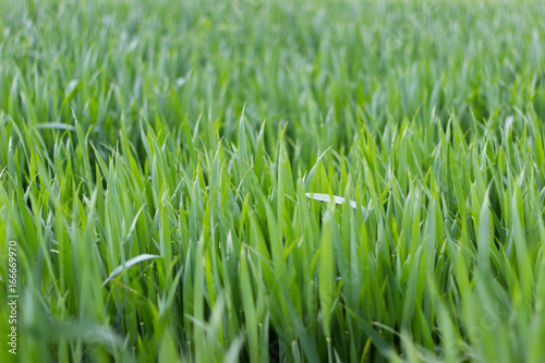 A closeup picture of high grass