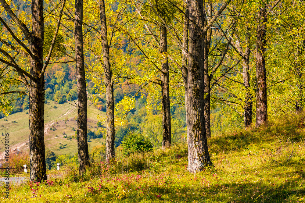 range of trees by the countryside road