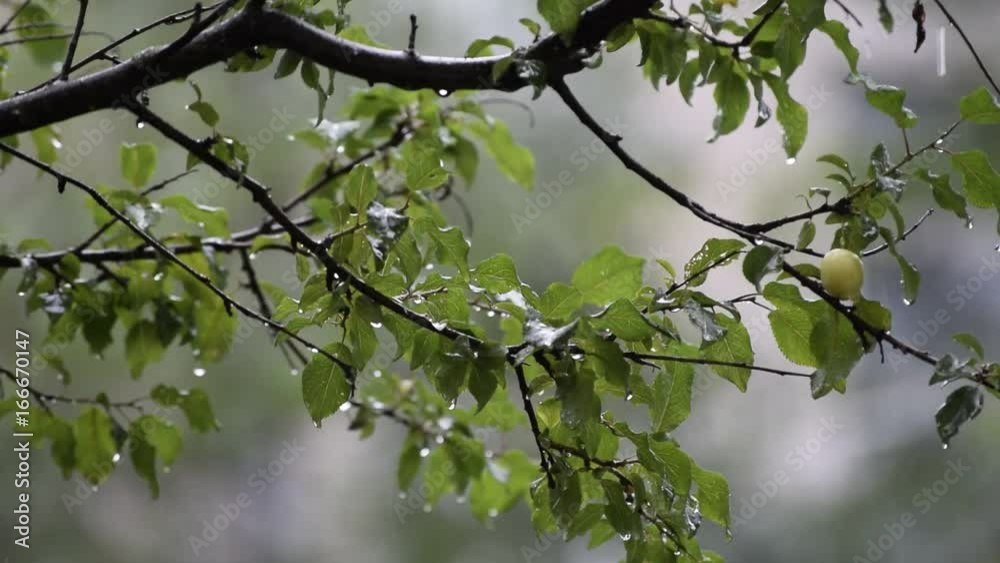 Drops of rain fall on the leaves of the tree Drops of rain fall on the leaves of the tree