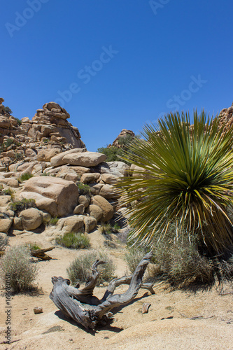 Joshua Tree National Park typical picture