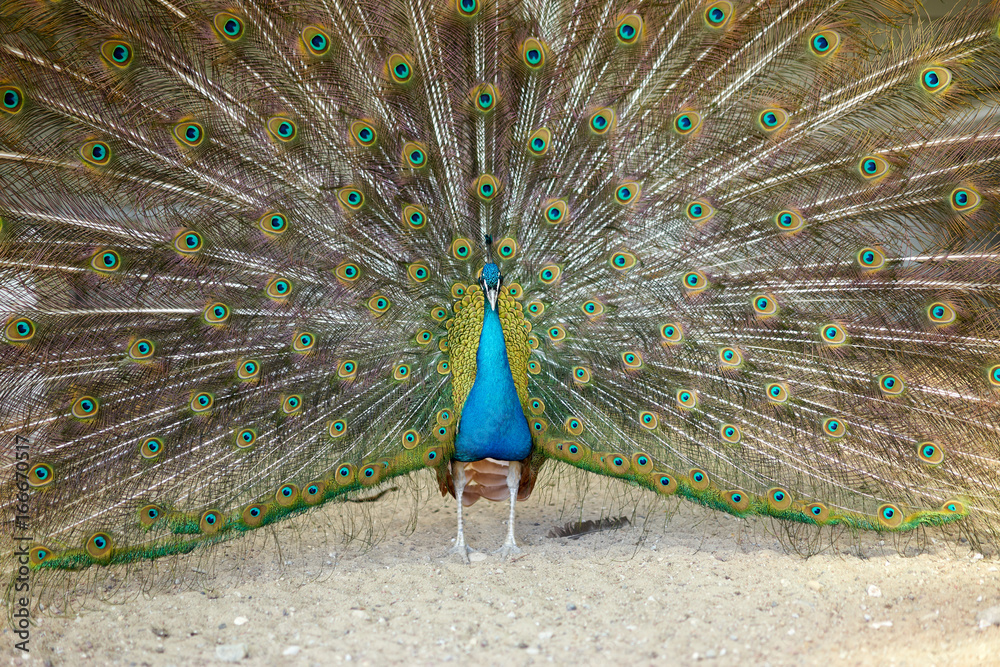 Obraz premium Peacock